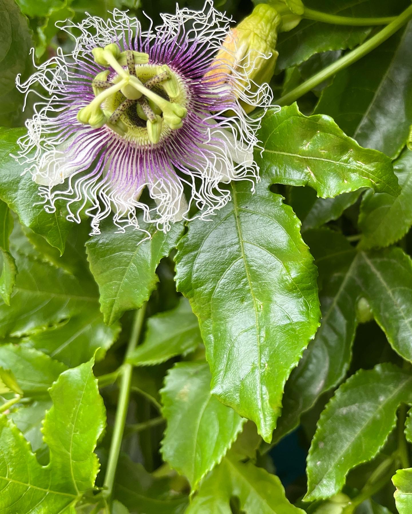 The passionflower looks alien.