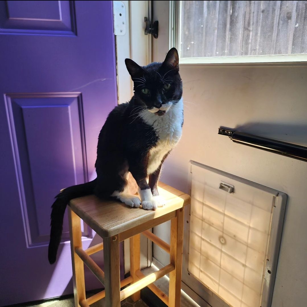 Angel the Tuxedo Cat is my project manager.